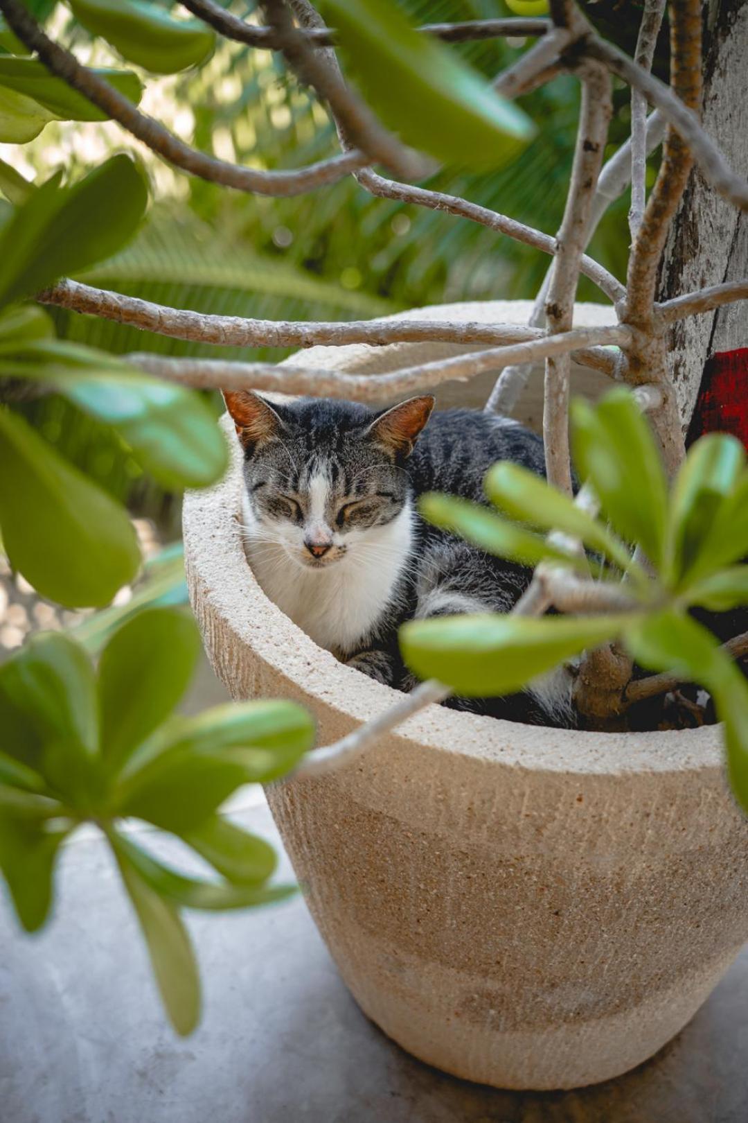 Casa Mia El Cuyo Eco Beach Boutique Hotel エクステリア 写真